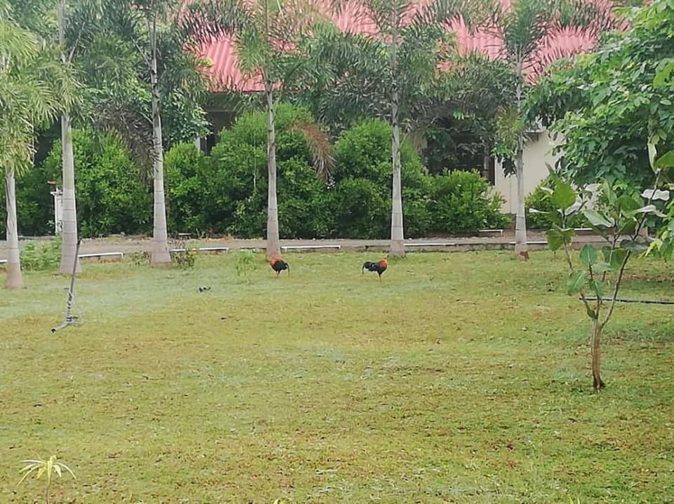 Hotel Tree Garden Wilpaththu Nochchiyagma Anuradhapura Nochchiyagama Exterior photo