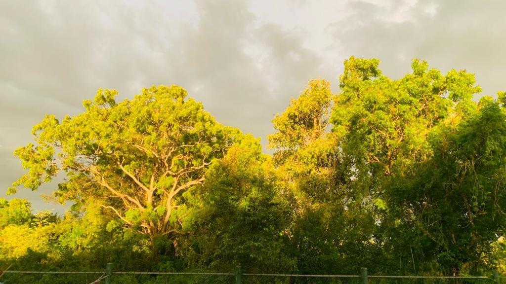 Hotel Tree Garden Wilpaththu Nochchiyagma Anuradhapura Nochchiyagama Exterior photo
